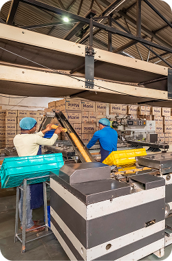 SOBISCO-Biscuit-Factory-Workers